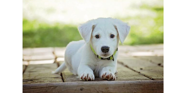 Se dispara el interés por los Seguros para perros tras aprobarse la Ley de Bienestar Animal